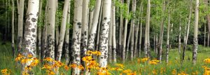 Flowers in front of a forest